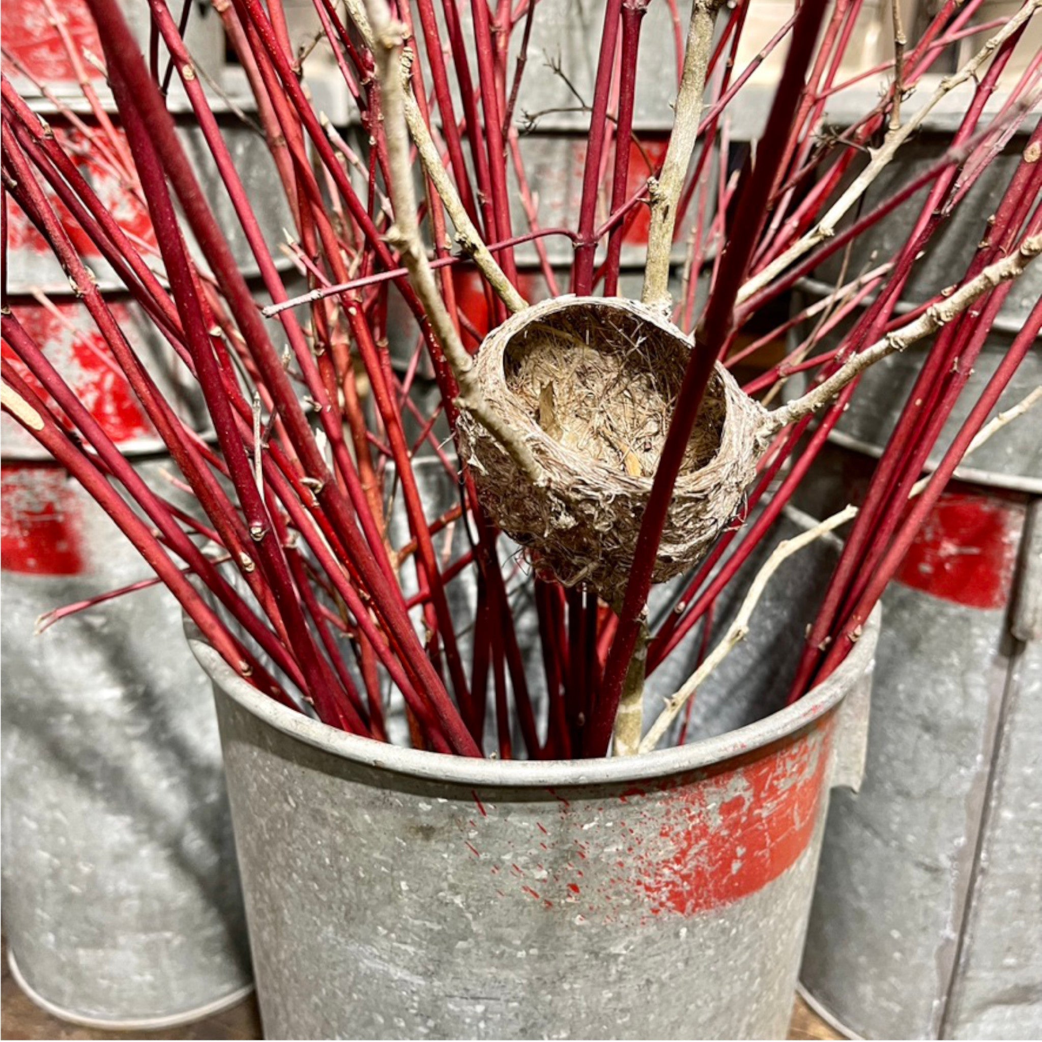 Vintage Galvanized Sap Buckets - Salvage-Garden